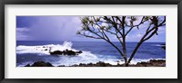 Framed Tree on the coast, Honolulu Nui Bay, Nahiku, Maui, Hawaii, USA