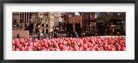 Framed Tulips in a garden with Old South Church in the background, Copley Square, Boston, Suffolk County, Massachusetts, USA