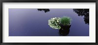 Framed Water lilies with a potted plant in a pond, Olbrich Botanical Gardens, Madison, Wisconsin, USA
