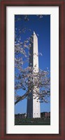 Framed Cherry Blossom in front of an obelisk, Washington Monument, Washington DC, USA