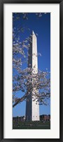 Framed Cherry Blossom in front of an obelisk, Washington Monument, Washington DC, USA