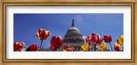 Framed Tulips with a government building in the background, Capitol Building, Washington DC, USA