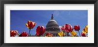 Framed Tulips with a government building in the background, Capitol Building, Washington DC, USA