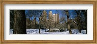 Framed Bare trees with buildings in the background, Central Park, Manhattan, New York City, New York State, USA