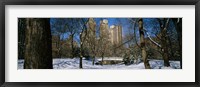 Framed Bare trees with buildings in the background, Central Park, Manhattan, New York City, New York State, USA