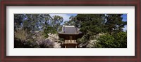 Framed Cherry Blossom trees in a garden, Japanese Tea Garden, Golden Gate Park, San Francisco, California, USA