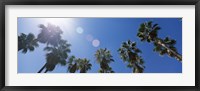 Framed Low angle view of palm trees, Downtown San Jose, San Jose, Santa Clara County, California, USA