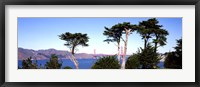 Framed View of a suspension  bridge through trees, Golden Gate Bridge, San Francisco Bay, San Francisco, California, USA