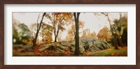 Framed Trees in a park, Central Park, Manhattan, New York City, New York State, USA