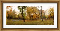 Framed Shedding trees, Central Park, Manhattan, New York City, New York State, USA