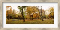 Framed Shedding trees, Central Park, Manhattan, New York City, New York State, USA