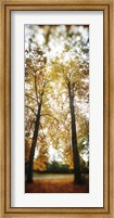 Framed Autumn trees in a park, Volunteer Park, Capitol Hill, Seattle, King County, Washington State, USA
