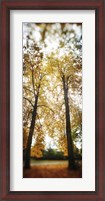 Framed Autumn trees in a park, Volunteer Park, Capitol Hill, Seattle, King County, Washington State, USA