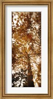 Framed Low angle view of autumn trees, Volunteer Park, Capitol Hill, Seattle, King County, Washington State, USA