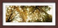 Framed Autumn Trees in Volunteer Park, Seattle, Washington