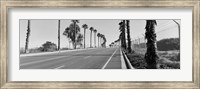 Framed Palm trees along a road, San Diego, California, USA