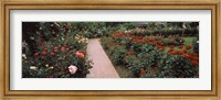 Framed International Rose Test Garden, Washington Park, Portland, Oregon