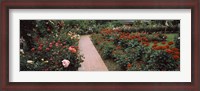 Framed International Rose Test Garden, Washington Park, Portland, Oregon