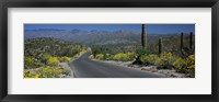 Framed Greenery in Saguaro National Park, Arizona