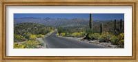 Framed Greenery in Saguaro National Park, Arizona