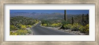 Framed Greenery in Saguaro National Park, Arizona