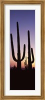 Framed Saguaro cacti, Saguaro National Park, Tucson, Arizona, USA