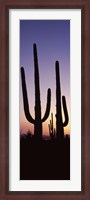 Framed Saguaro cacti, Saguaro National Park, Tucson, Arizona, USA