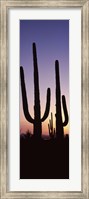Framed Saguaro cacti, Saguaro National Park, Tucson, Arizona, USA