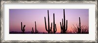 Framed Landscape of Saguaro National Park, Tucson, Arizona
