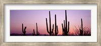 Framed Landscape of Saguaro National Park, Tucson, Arizona