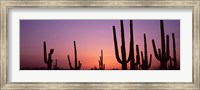 Framed Purple Sky Behind Cacti in the Saguaro National Park, Arizona