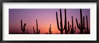 Framed Purple Sky Behind Cacti in the Saguaro National Park, Arizona