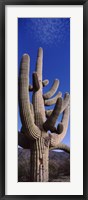 Framed Close up of Saguaro cactus, Saguaro National Park, Tucson, Arizona