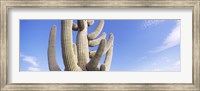 Framed Low angle view of a Saguaro cactus(Carnegiea gigantea), Saguaro National Park, Tucson, Pima County, Arizona, USA