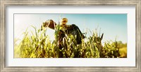 Framed Scarecrow in a corn field, Queens County Farm, Queens, New York City, New York State, USA