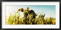 Framed Scarecrow in a corn field, Queens County Farm, Queens, New York City, New York State, USA