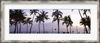 Framed Palm trees on the beach, Waikiki, Honolulu, Oahu, Hawaii (black and white)
