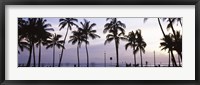 Framed Palm trees on the beach, Waikiki, Honolulu, Oahu, Hawaii (black and white)