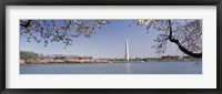 Framed Cherry blossom with monument in the background, Washington Monument, Tidal Basin, Washington DC, USA