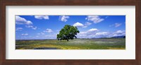 Framed Single Tree In Field Of Wildflowers, Table Mountain, Oroville, California, USA