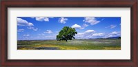 Framed Single Tree In Field Of Wildflowers, Table Mountain, Oroville, California, USA