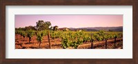 Framed Sattui Winery, Napa Valley, California, USA