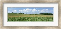 Framed Corn Crop In A Field, Wyoming County, New York State, USA