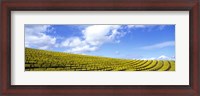 Framed Mustard Fields, Napa Valley, California, USA