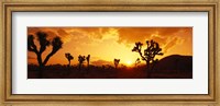 Framed Sunset, Joshua Tree Park, California
