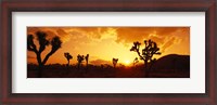 Framed Sunset, Joshua Tree Park, California