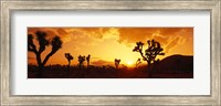 Framed Sunset, Joshua Tree Park, California