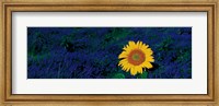 Framed France, Provence, Suze-La-Rouse, sunflower in lavender field