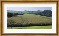 Framed Switzerland, Canton Zug, Panoramic view of Cornfields