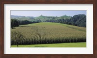 Framed Switzerland, Canton Zug, Panoramic view of Cornfields